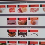 Ferran Adrià - Notes on Creativity - bullipedia